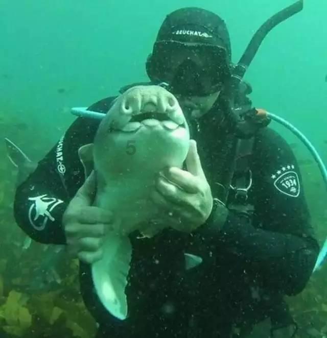 海贼王伟大冒险2